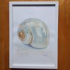 Shimmering Seashell. Print from my handpainted watercolour painting. - Image 2