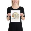 Shimmering Seashell. Print from my handpainted watercolour painting. - Image 4