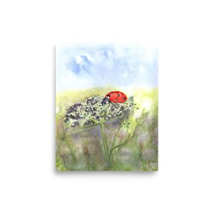 Life of a Ladybird by Shelley