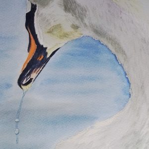 Gerald's Swan